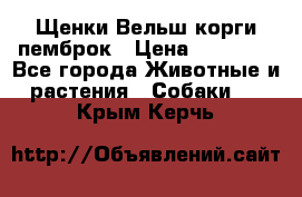 Щенки Вельш корги пемброк › Цена ­ 35 000 - Все города Животные и растения » Собаки   . Крым,Керчь